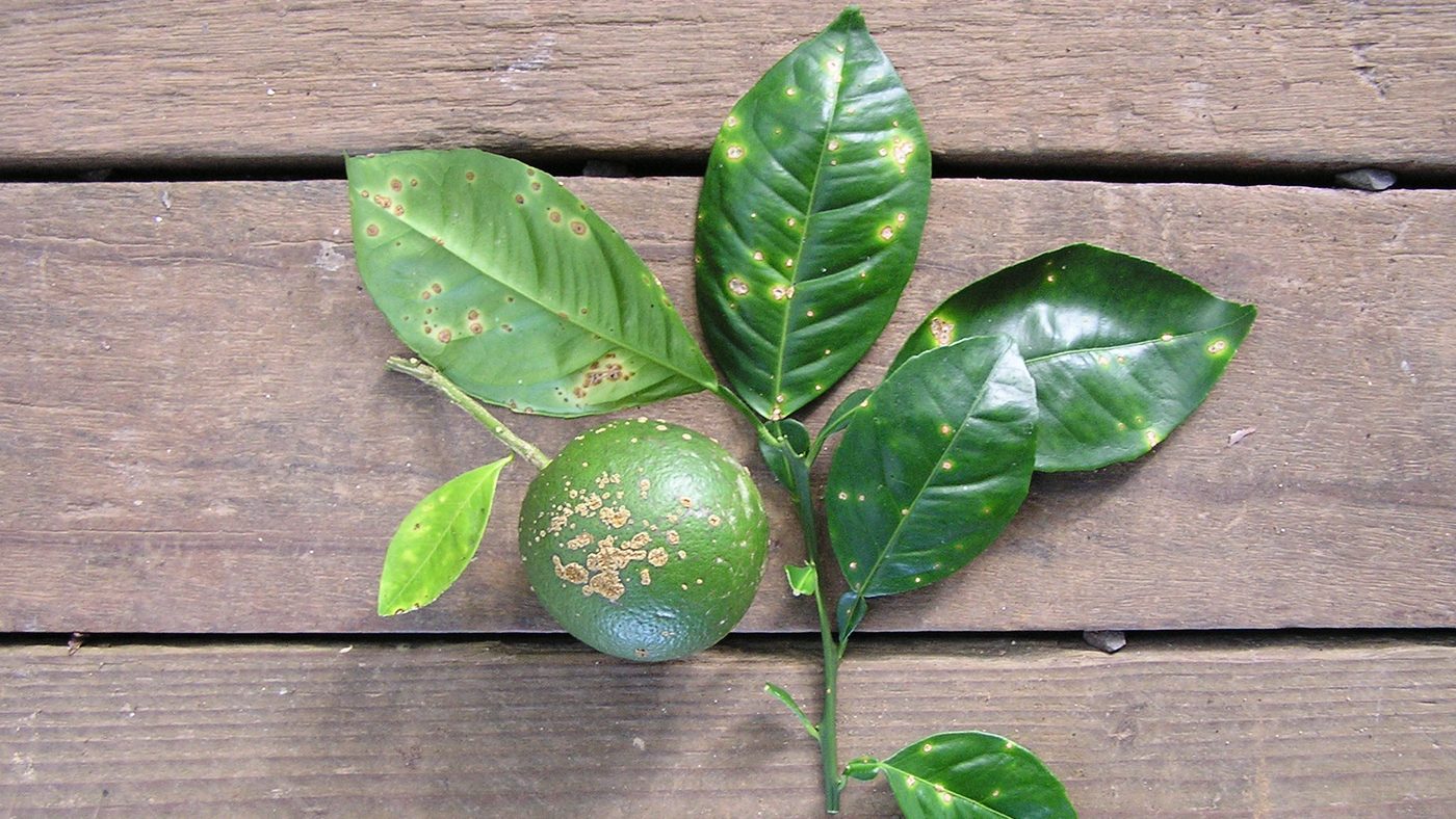 Ramo de citros sobre uma mesa de madeira com folhas pintadas de pontos claros e uma laranja verde com manchas ásperas de cancro cítrico