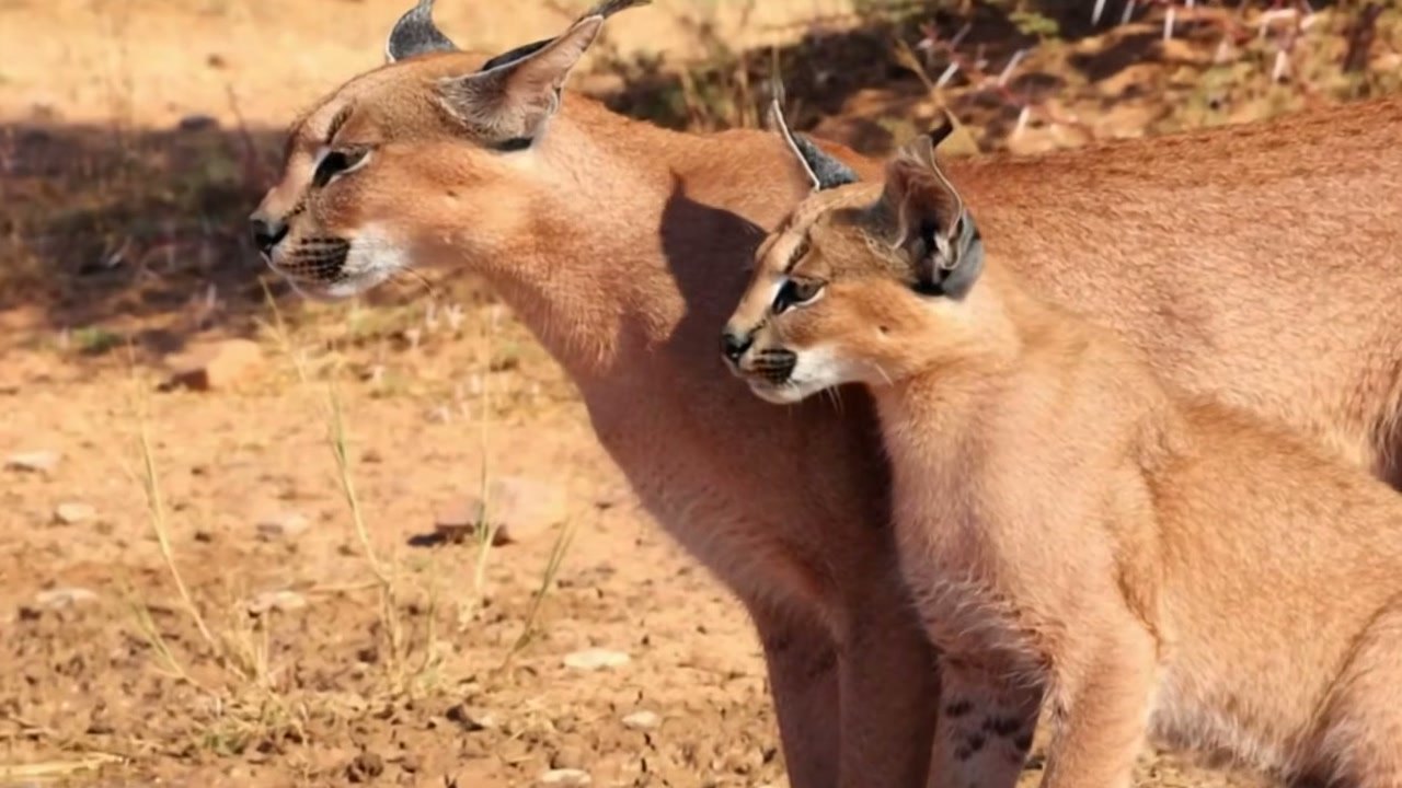 Imagem de divulgação: Caracal e filhote ficam encurralados em árvore por cães-selvagens, mas ataque de águia acrescenta perigo à narrativa apresentada pelo The Winter Ghost