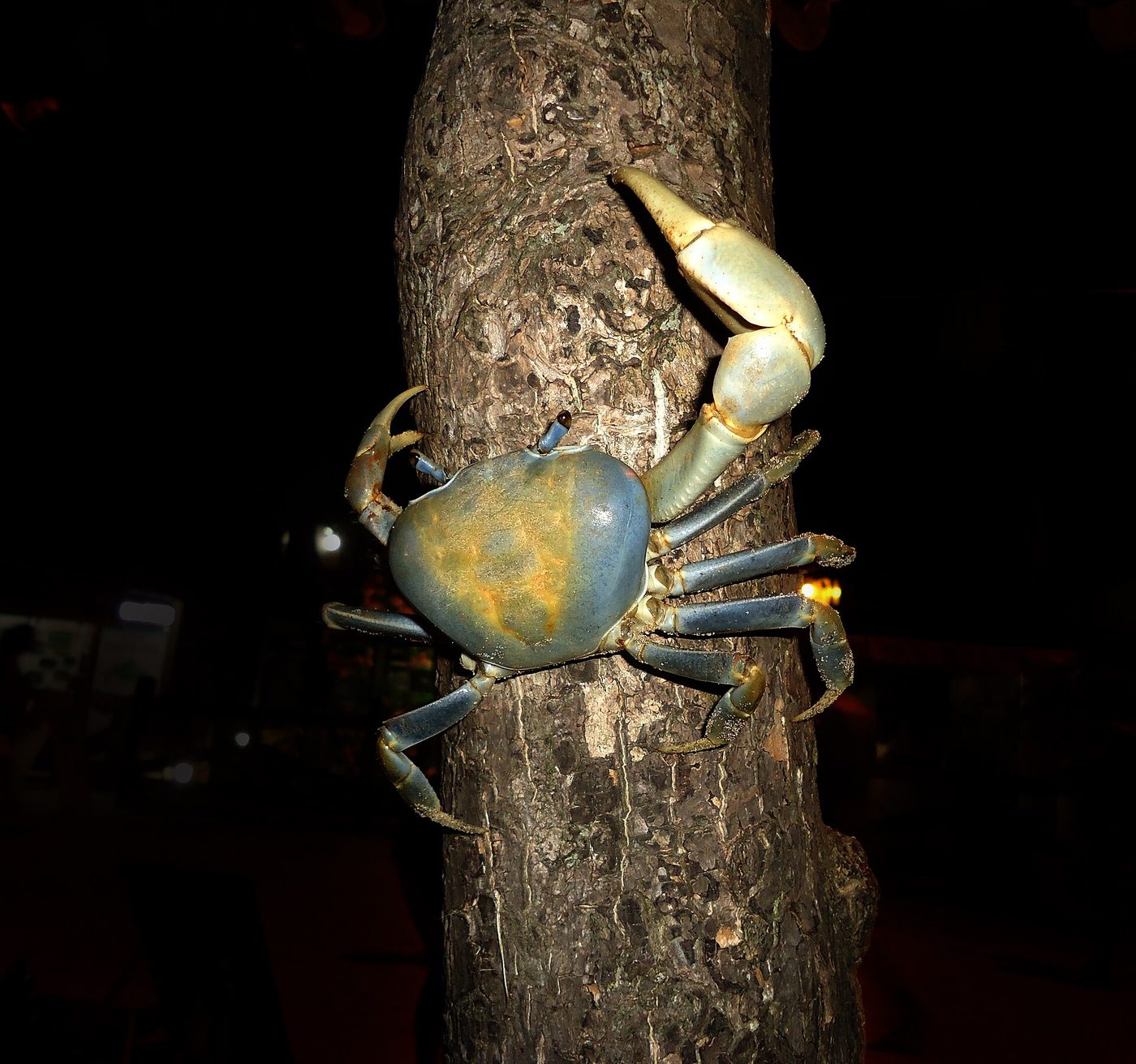 Guaiamum de carapaça azul e garra grande clara agarrado ao tronco de uma árvore à noite, na Ilha Grande, no Rio de Janeiro
