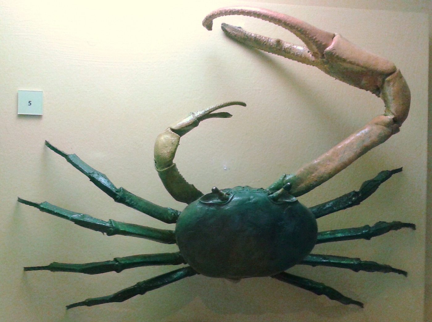 Exemplar de guaiamum preservado em vitrine de museu, com carapaça escura, patas esverdeadas e uma garra muito maior que a outra