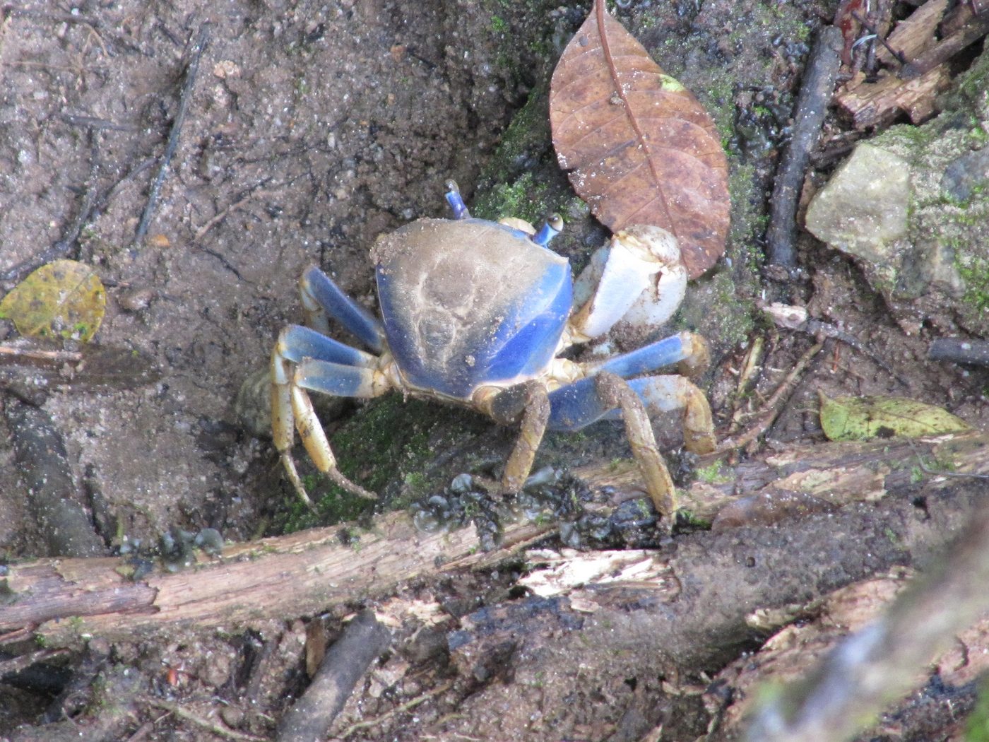 Guaiamum de carapaça azul e patas amareladas sobre chão de terra úmida com folhas e galhos, em Ubatuba