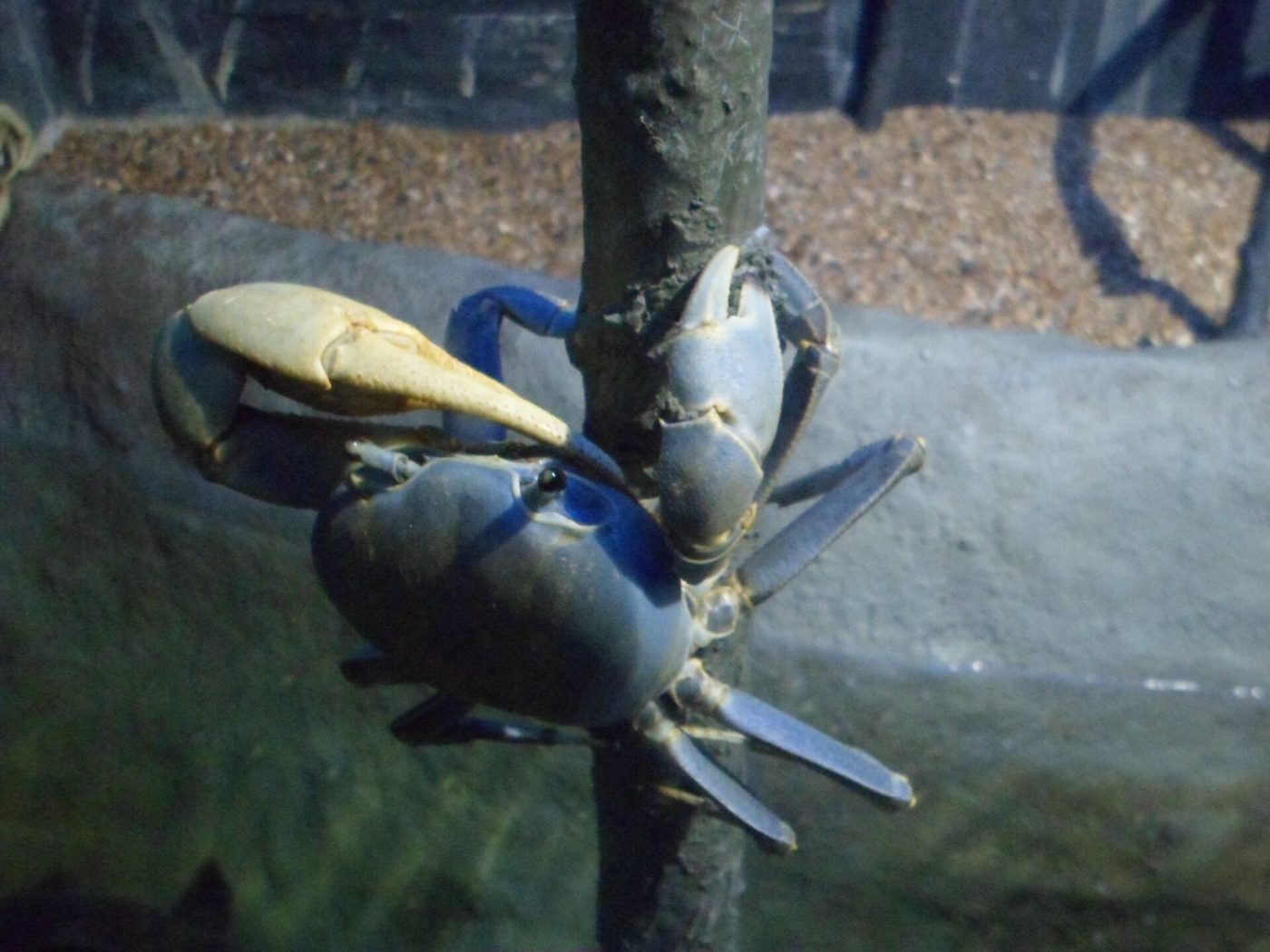 Guaiamum de carapaça azul-escura com uma garra grande clara agarrado a um galho, em recinto do aquário municipal de Peruíbe
