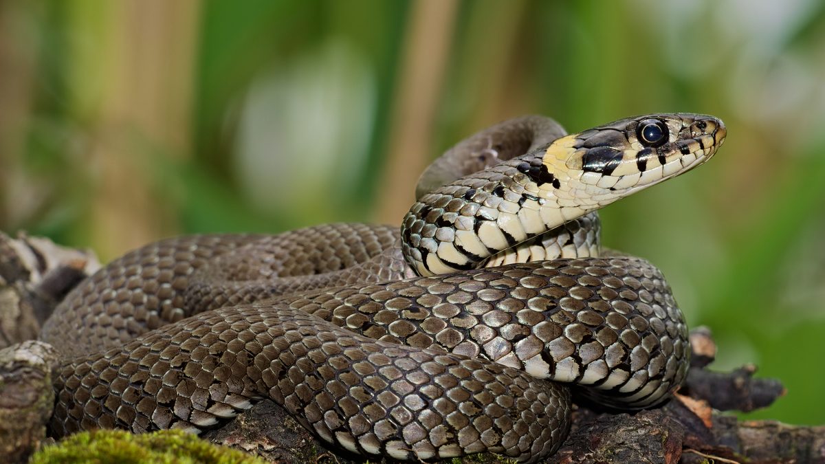 Cobra-de-água-de-colar enrolada sobre folhas e musgo à beira de um lago, com a cabeça erguida