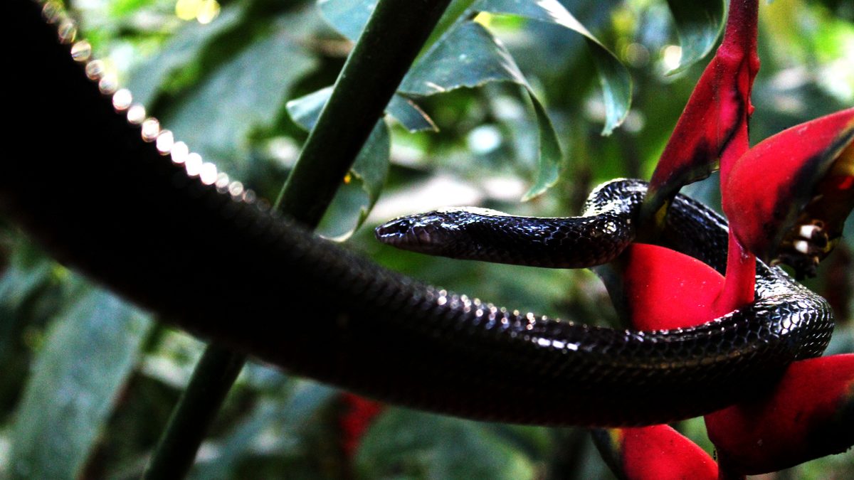 Cobra muçurana preta e brilhante enrolada sobre o chão de folhas
