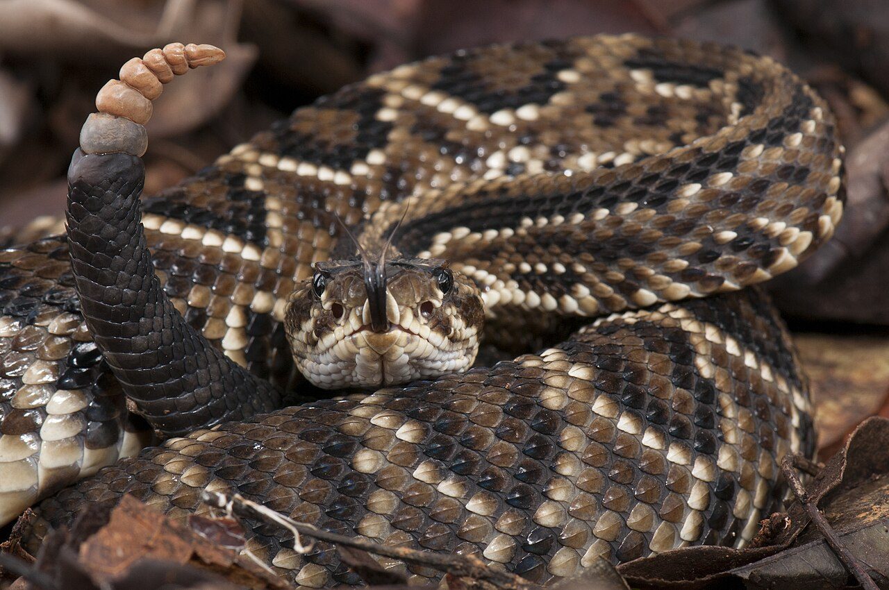Cascavel (Crotalus durissus) fotografada no Cerrado de Patrocínio, em Minas Gerais, um dos estados com mais casos de picada de cobra do Brasil
