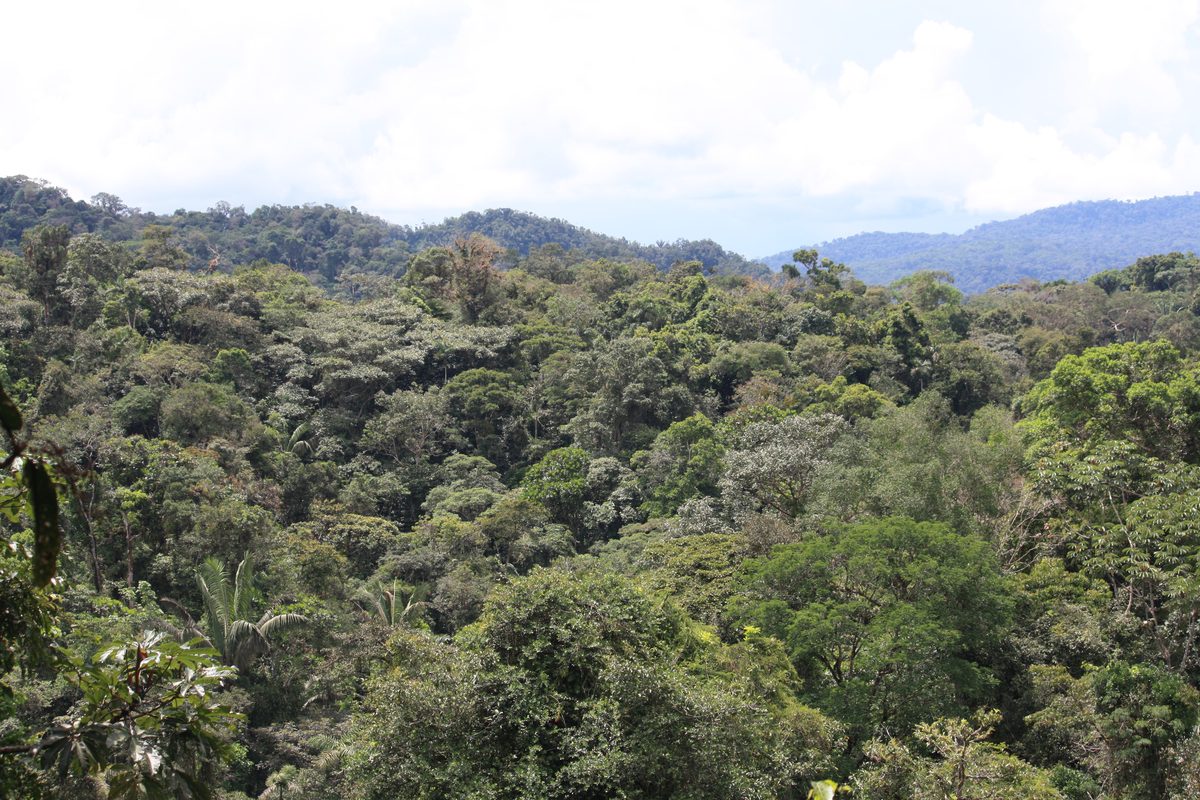 Copas de árvores da floresta amazônica vistas do alto, em vários tons de verde, com morros cobertos de mata e nuvens ao fundo