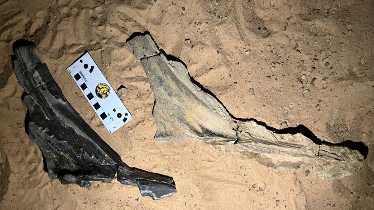 Cristas fósseis do espinossauro, em forma de lâmina curva, colocadas sobre a areia do deserto