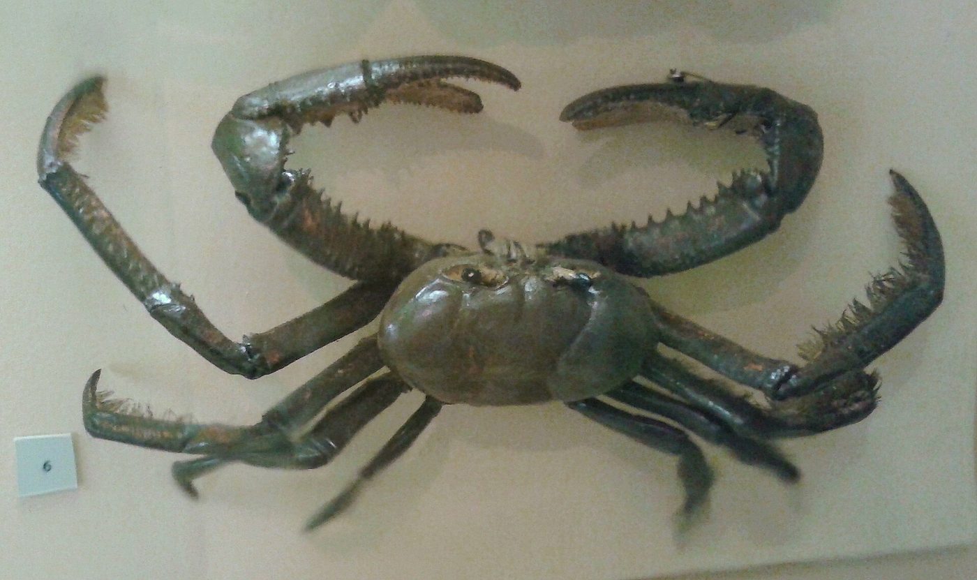Exemplar de caranguejo-uçá do acervo de invertebrados marinhos do Museu Nacional da UFRJ, com as garras abertas e a carapaça à mostra
