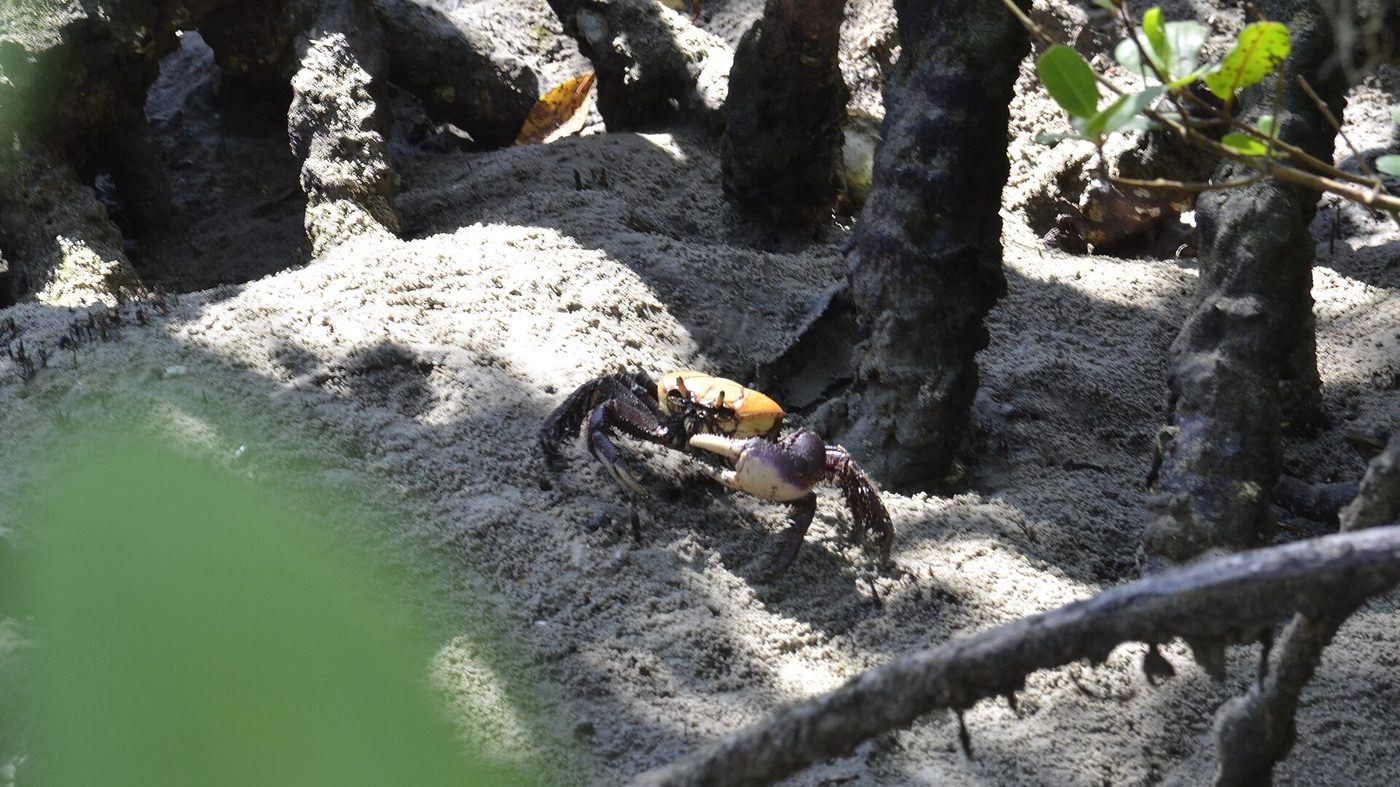 Caranguejo entre raízes e areia no manguezal do Parque Estadual da Ilha do Cardoso, em Cananéia, no litoral sul de São Paulo