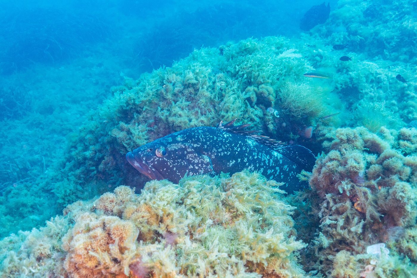 Garoupa escura com pintas claras escondida entre pedras cobertas de algas no fundo do mar