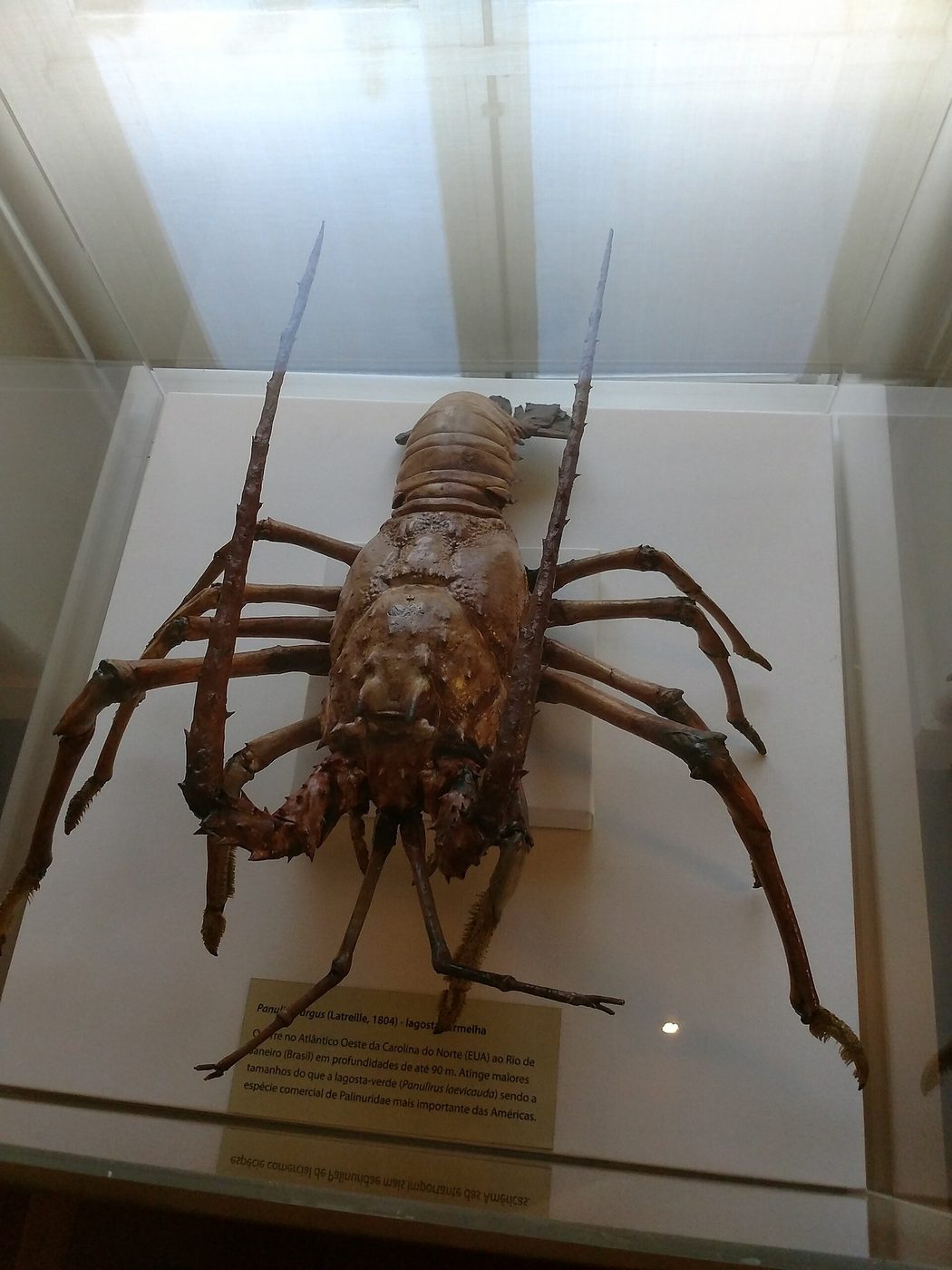 Lagosta-vermelha conservada em vitrine de museu, com antenas longas e espinhos, sobre base branca