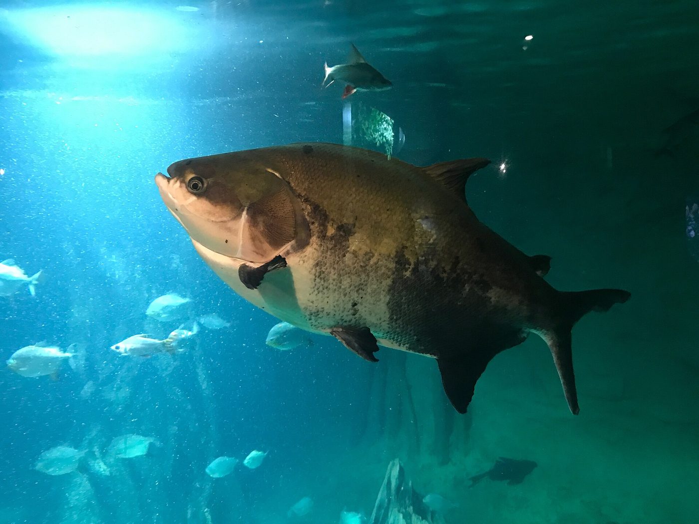 Tambaqui grande, de corpo alto e escuro na parte de baixo, nadando em um tanque de aquário com outros peixes ao fundo