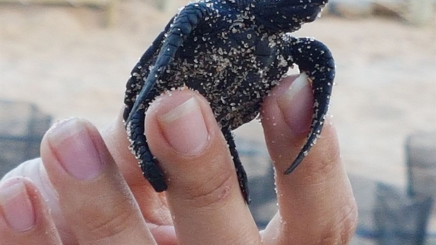 Técnico segura um filhote de tartaruga marinha coberto de areia durante monitoramento na praia