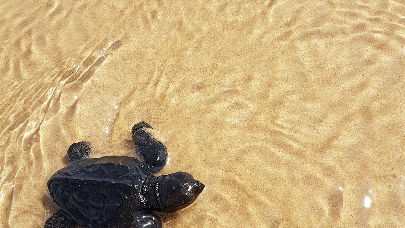 Filhote de tartaruga marinha entrando na água na praia, no Brasil