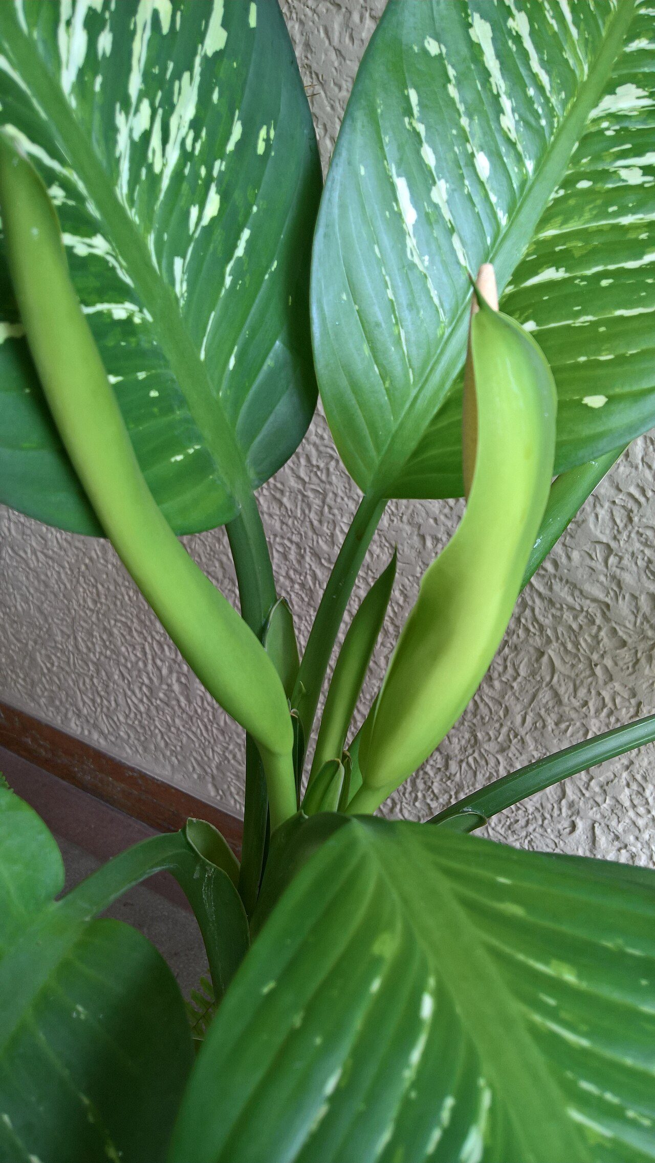 Folhas de Dieffenbachia com listras verde-claras e um broto novo enrolado saindo do caule