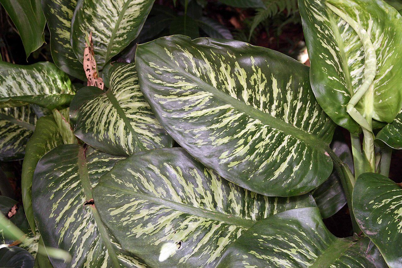 Folhas de Dieffenbachia vistas de perto, com listras verde-claras sobre o verde-escuro