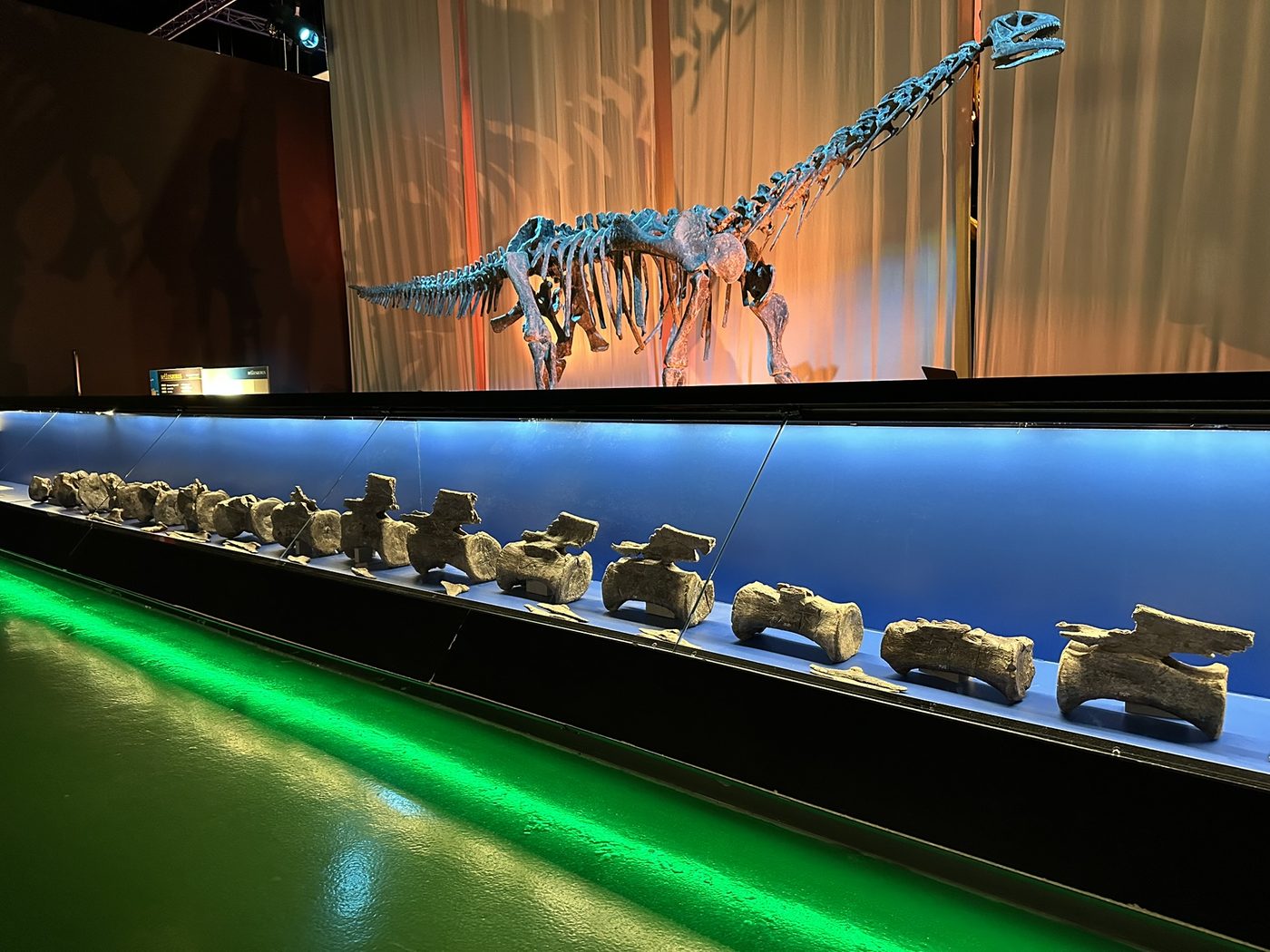 Fileira de ossos originais da cauda do Diplodocus numa vitrine iluminada, abaixo da réplica de um esqueleto de saurópode, no museu de Dinópolis