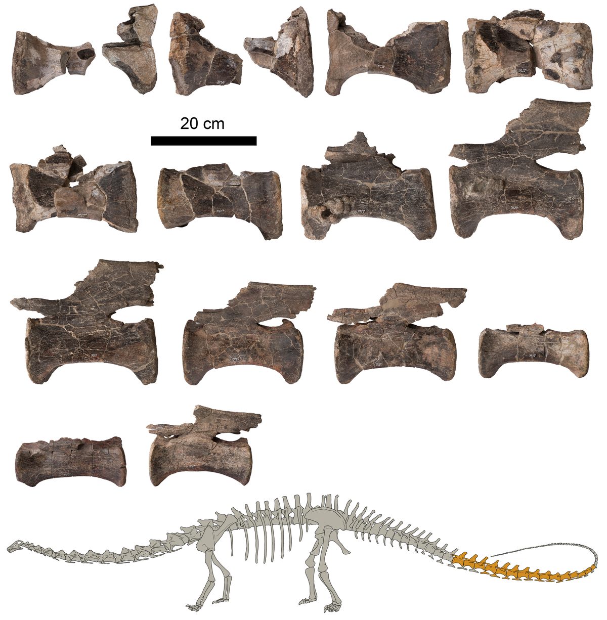 Prancha com catorze vértebras da cauda do Diplodocus de El Castellar, com escala de 20 centímetros, e o desenho de um esqueleto de Diplodocus com a parte achada destacada em laranja na cauda