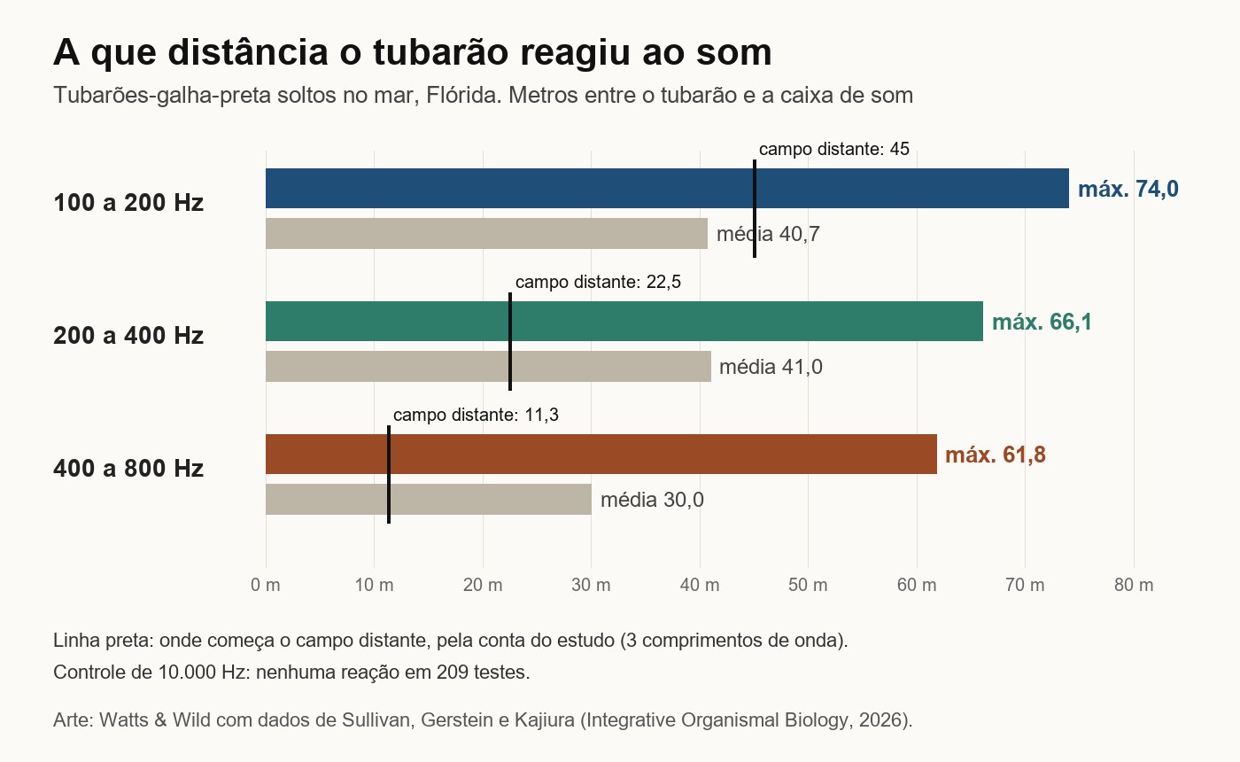 Gráfico: com o som de 100 a 200 Hz, o tubarão reagiu a até 74 metros, em média a 40,7 metros; com 200 a 400 Hz, a até 66,1 metros; com 400 a 800 Hz, a até 61,8 metros; o campo distante começa em 45, 22,5 e 11,3 metros