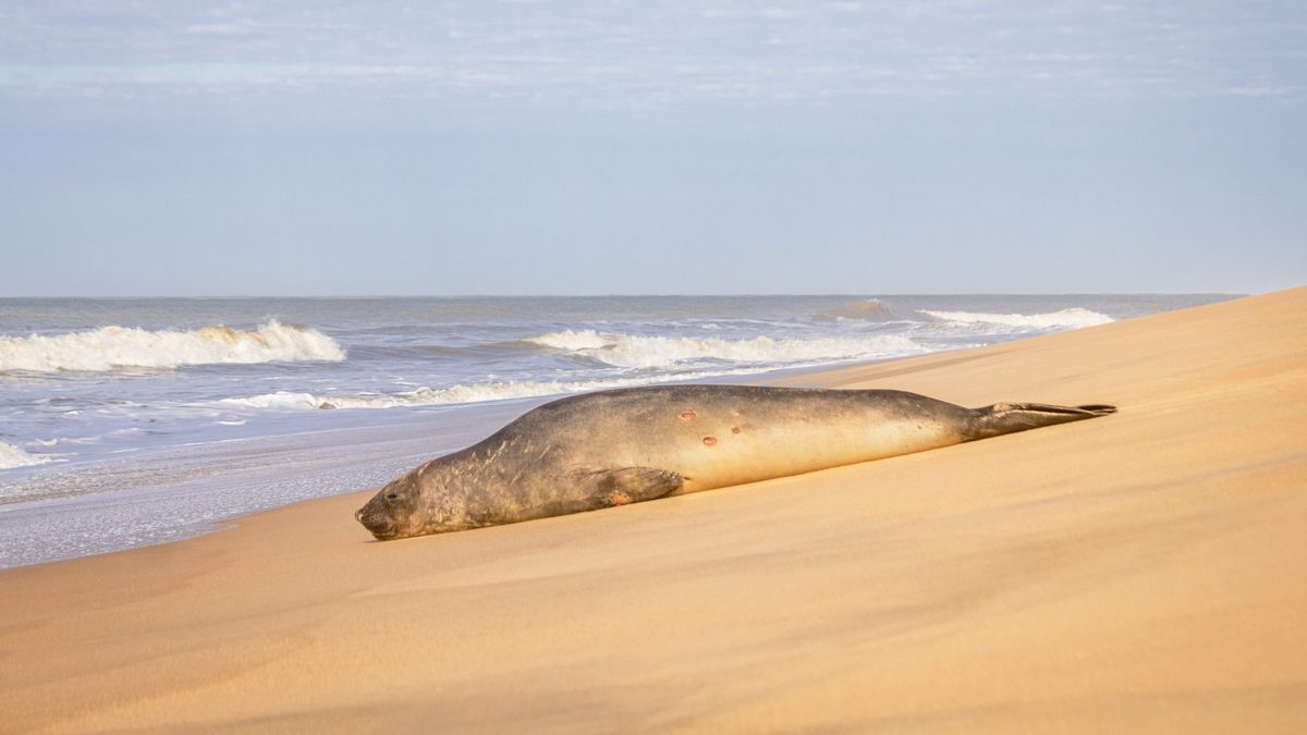 Elefante-marinho deitado de lado na areia dourada de uma praia de Campos dos Goytacazes, com ondas ao fundo