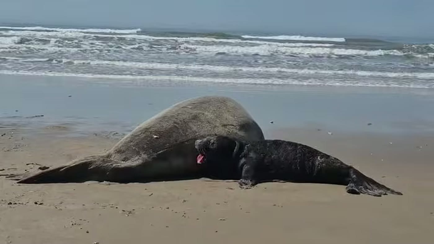 Filhote de elefante-marinho de pelagem escura com a boca aberta, vocalizando, deitado ao lado da mãe cinzenta na areia da praia