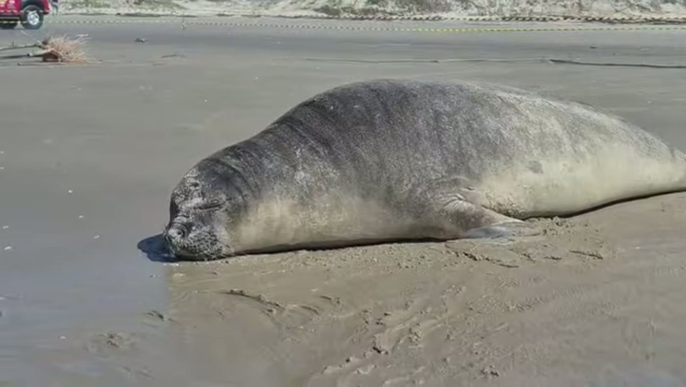 Fêmea de elefante-marinho-do-sul de pelagem cinza e bege descansando de olhos fechados, com o focinho encostado na areia molhada da praia