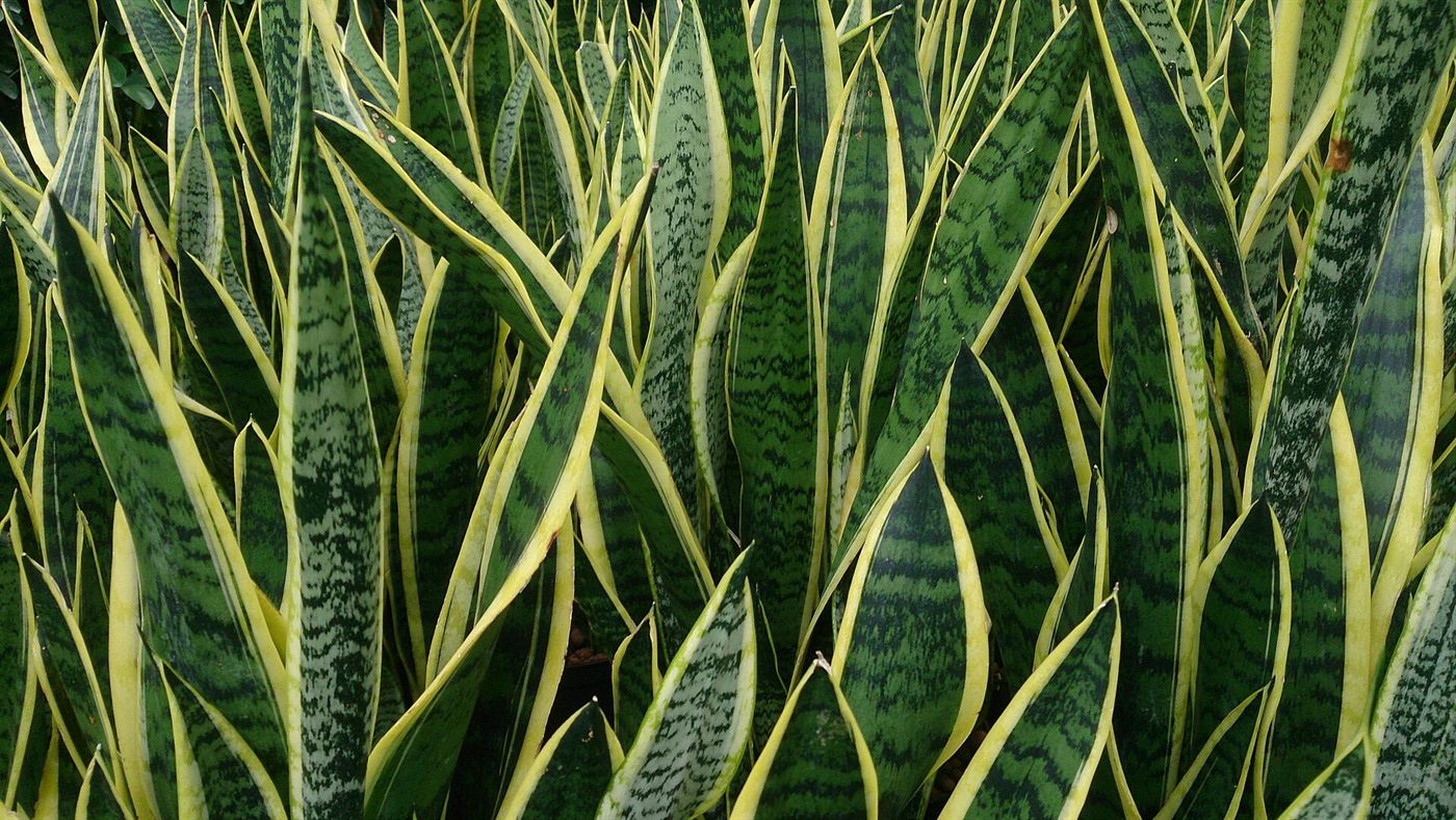 Folhas variegadas da espada-de-são-jorge (Sansevieria trifasciata Laurentii) com bordas amarelas