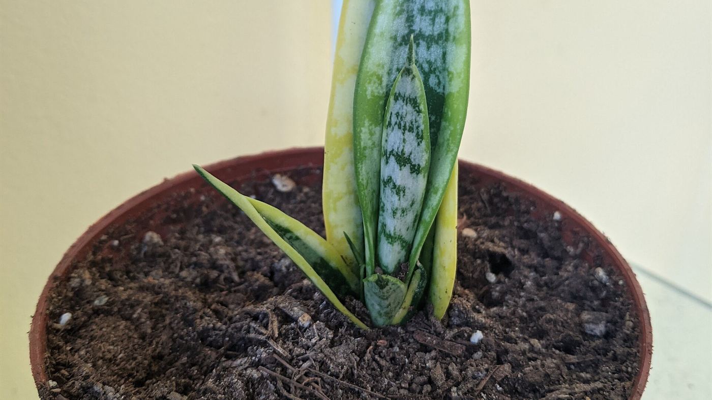 Muda de espada-de-são-jorge recém-plantada em vaso com substrato