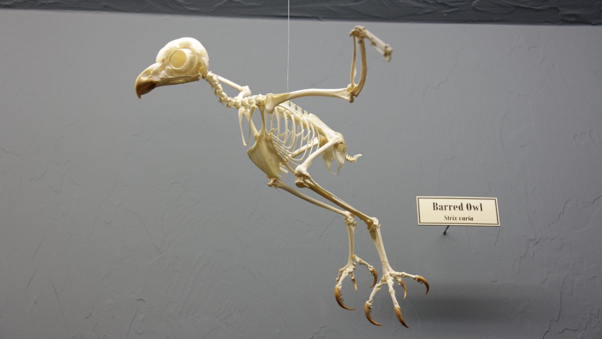 Esqueleto de coruja-barrada pendurado em parede cinza de museu, com o pescoço longo e a placa de identificação ao lado