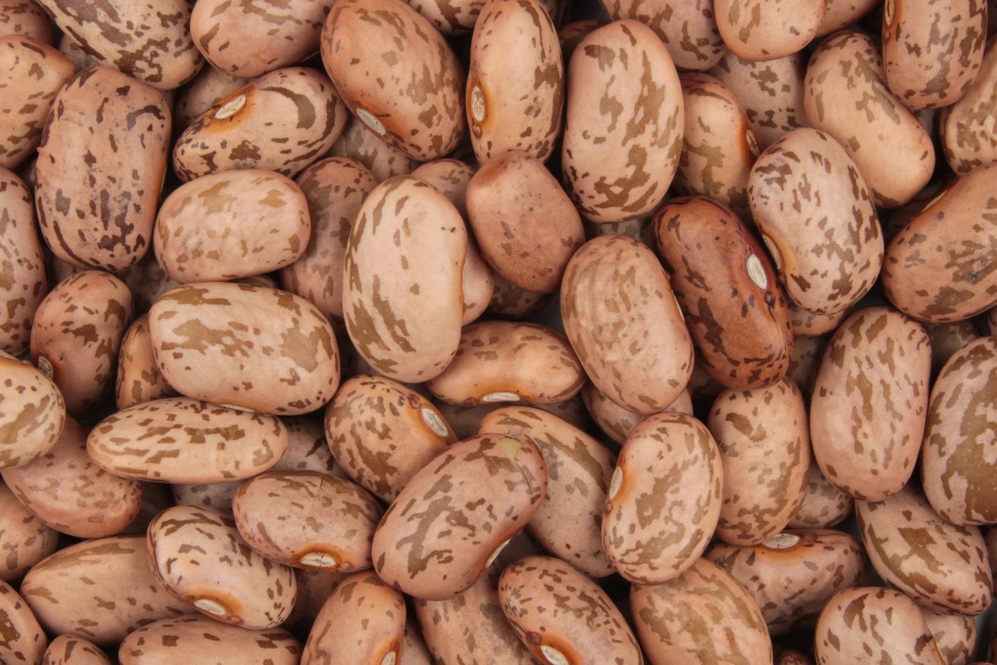 Grãos crus de feijão do tipo carioca, bege com manchas marrons, bem de perto