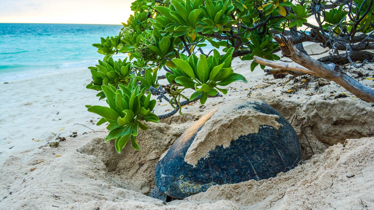 Fêmea de tartaruga-verde enterrada na areia cavando o ninho sob arbustos, com o mar ao fundo ao amanhecer