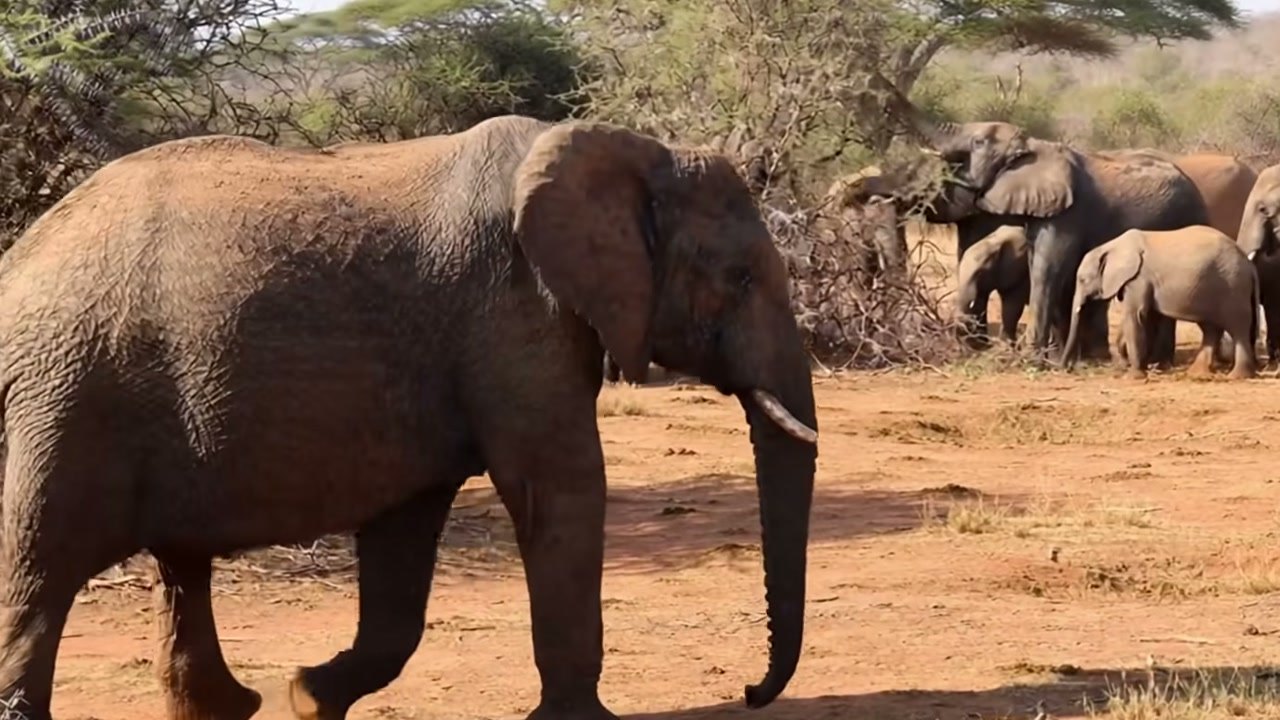 Imagem de divulgação: Elefante de aparência pálida nasce em narrativa do Amazing Wild Animals, que apresenta filhote como albino e coloca reação da manada no centro