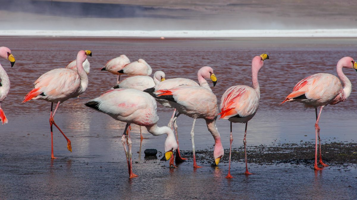Flamingos em pé na água avermelhada da Laguna Colorada, com bancos de sal brancos e montanhas ao fundo