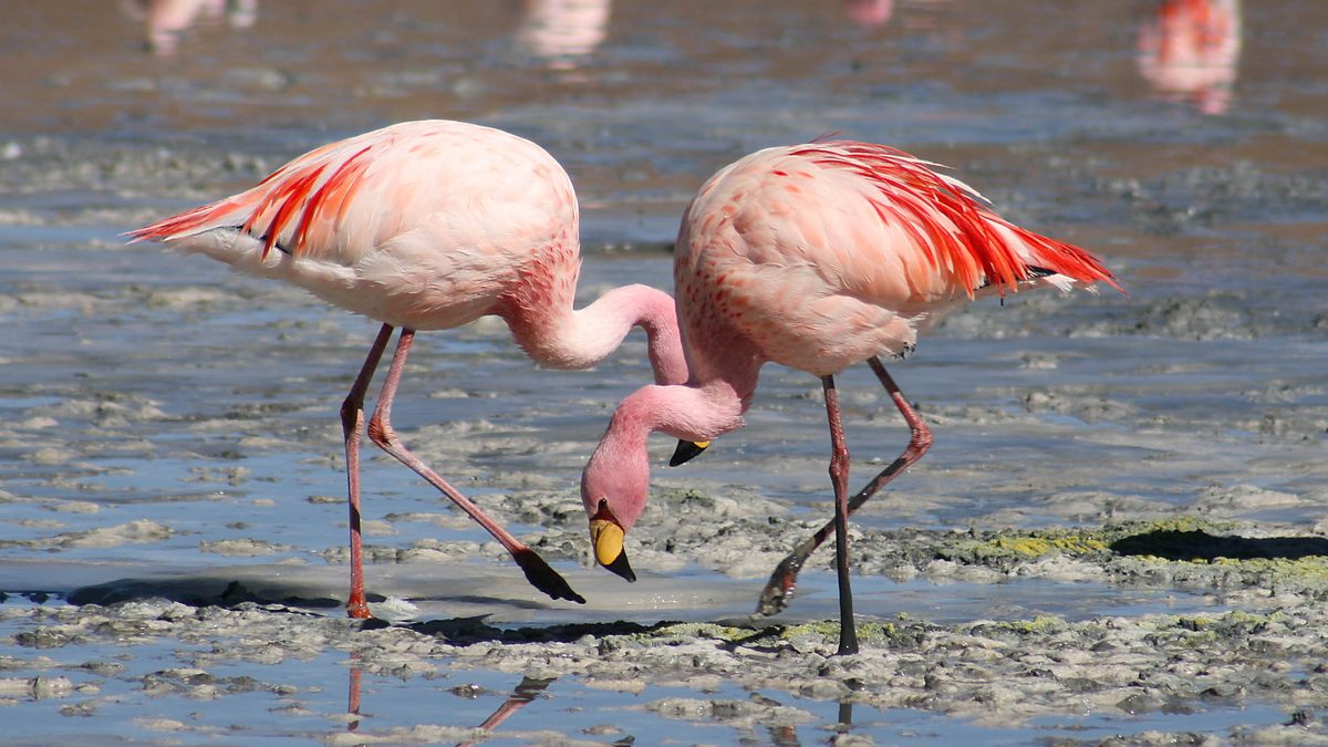 Dois flamingos-de-james com a cabeça baixa, bicando a água rasa e lamacenta da Laguna Colorada