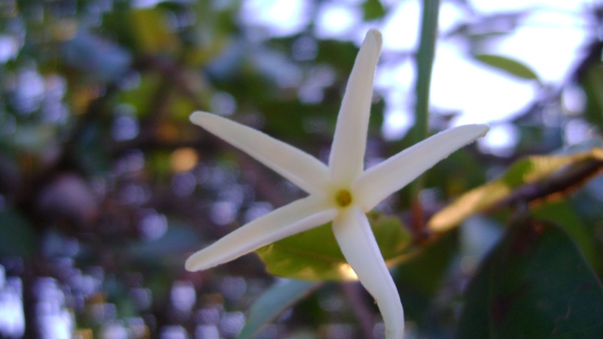 Flor branca de mangaba em forma de estrela, sobre fundo desfocado de folhas verdes