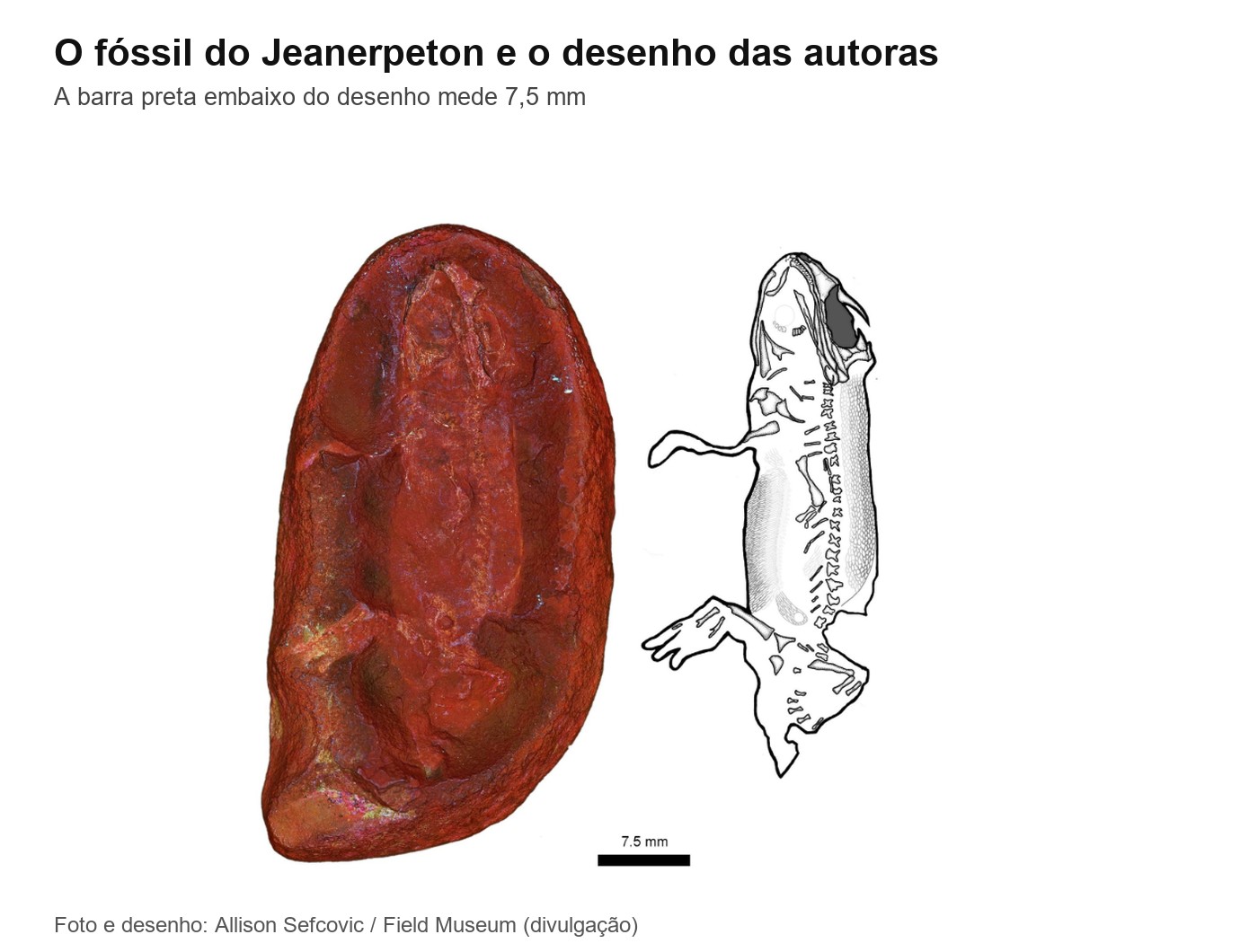 Fóssil do Jeanerpeton mazonensis em rocha avermelhada ao lado do desenho do esqueleto, com a cabeça, as patas e a fileira de ossos das costas