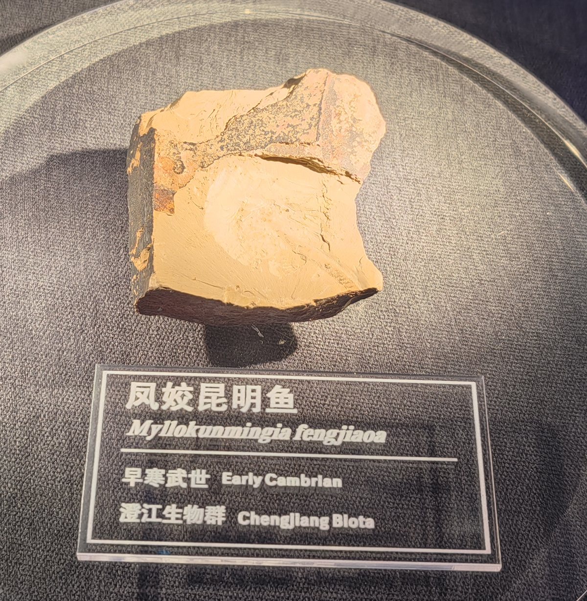 Pequena placa de rocha alaranjada com o fóssil de Myllokunmingia fengjiaoa sobre suporte de acrílico redondo, com etiqueta em chinês e inglês