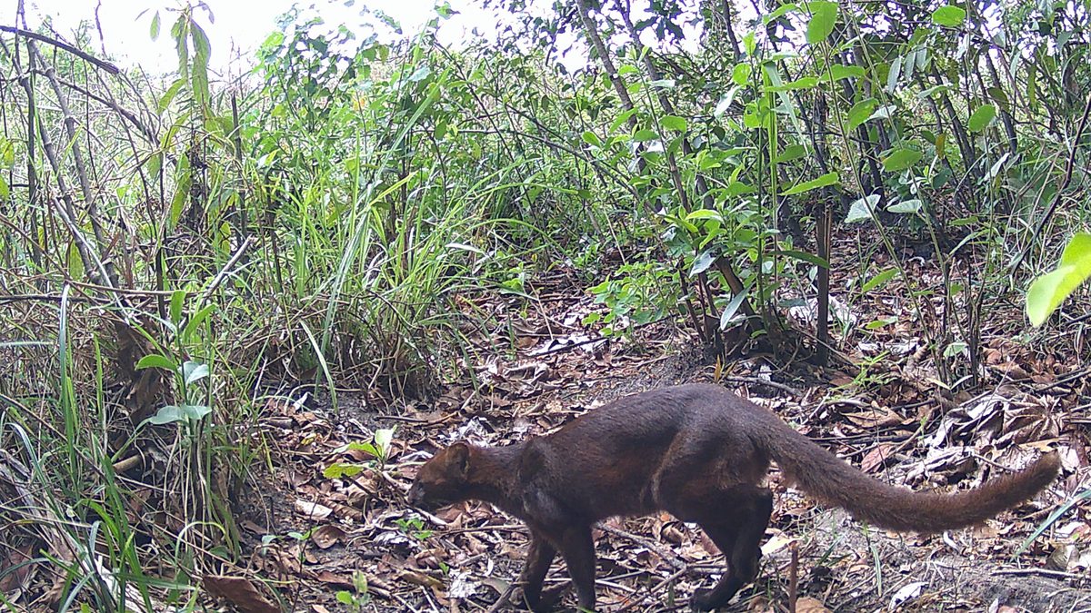 Gato-mourisco escuro de cauda longa farejando o chão entre folhas secas e mato verde, em imagem de armadilha fotográfica em Santa Fe do Sul