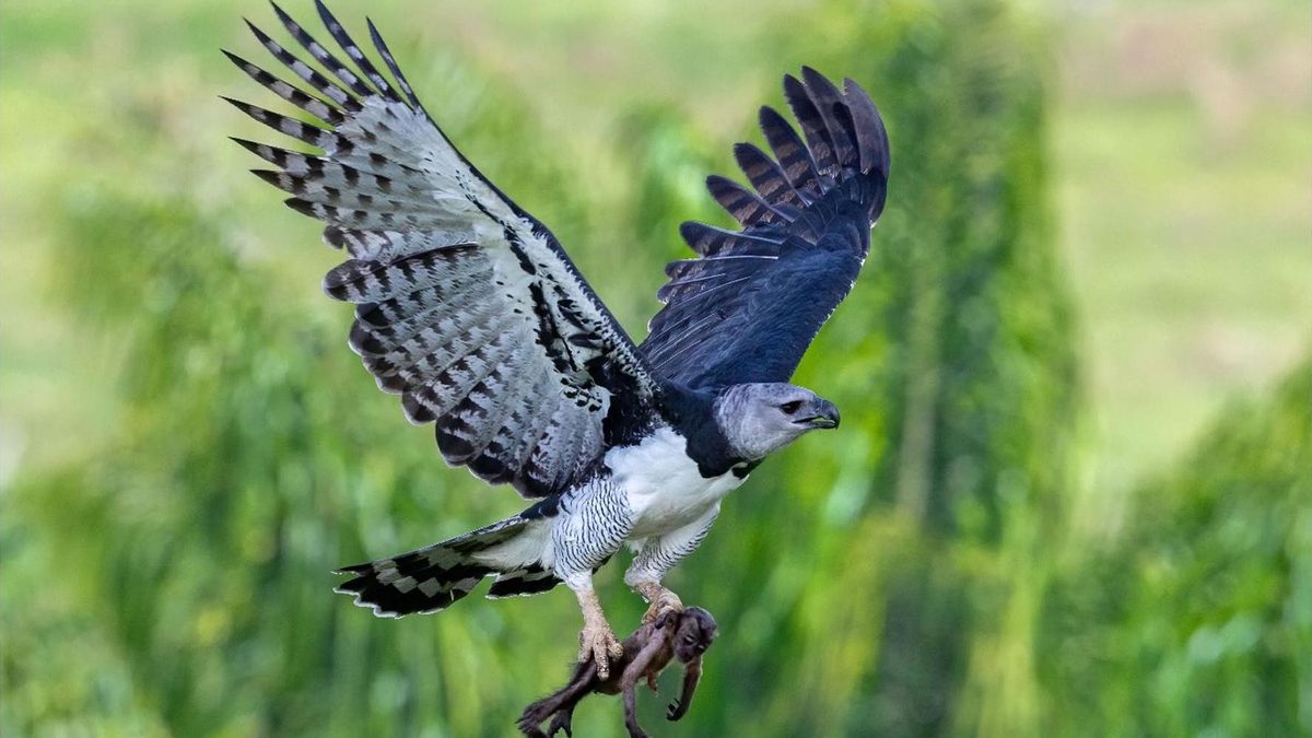 Harpia adulta de asas abertas em voo, com um macaco-prego nas garras, contra um fundo verde desfocado