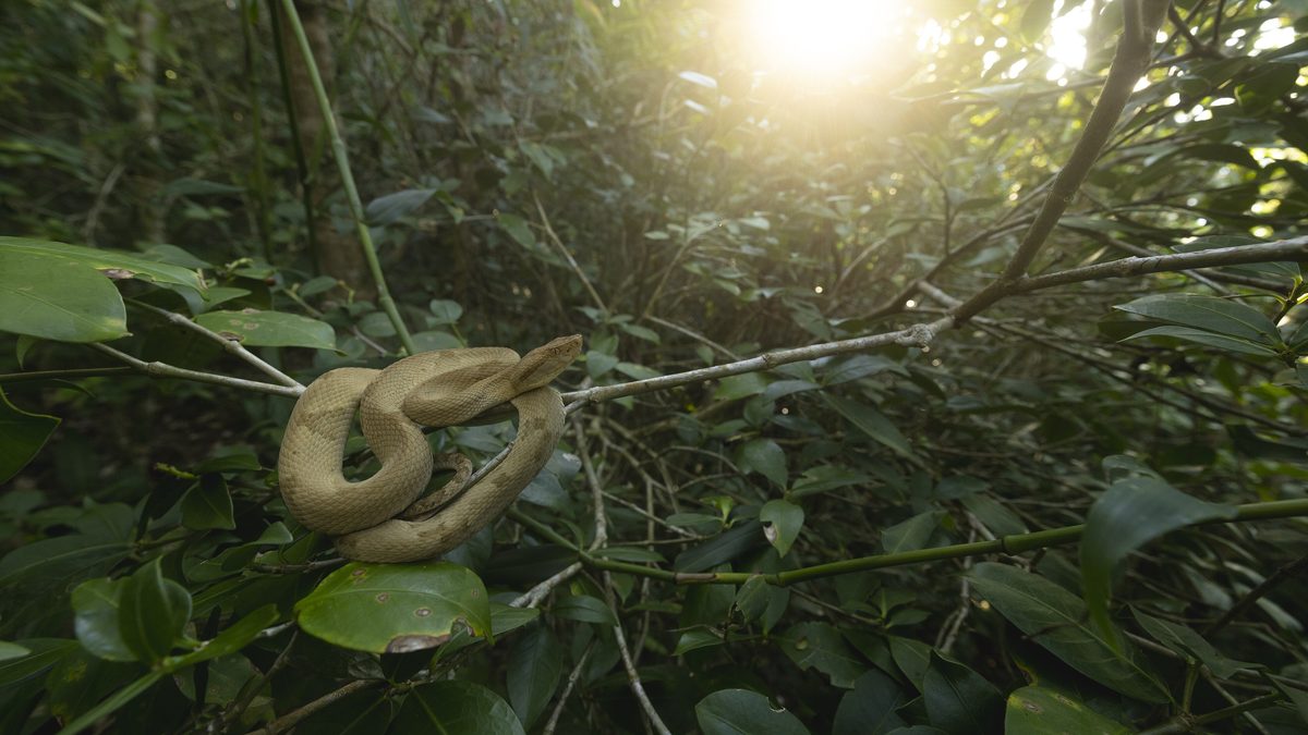 Jararaca-ilhoa clara enrolada num galho no meio da vegetação densa da Ilha da Queimada Grande, com o sol entrando por entre as folhas