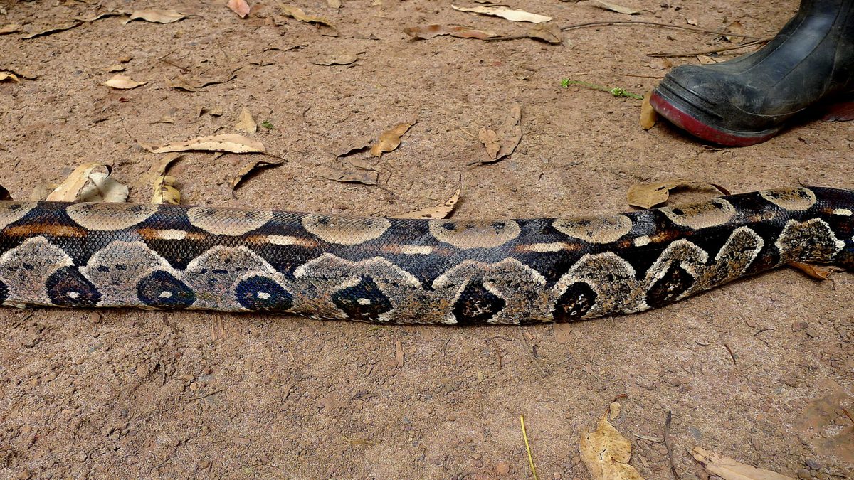 Jiboia estendida sobre chão de terra e folhas secas, com a ponta de uma bota de borracha no canto da imagem