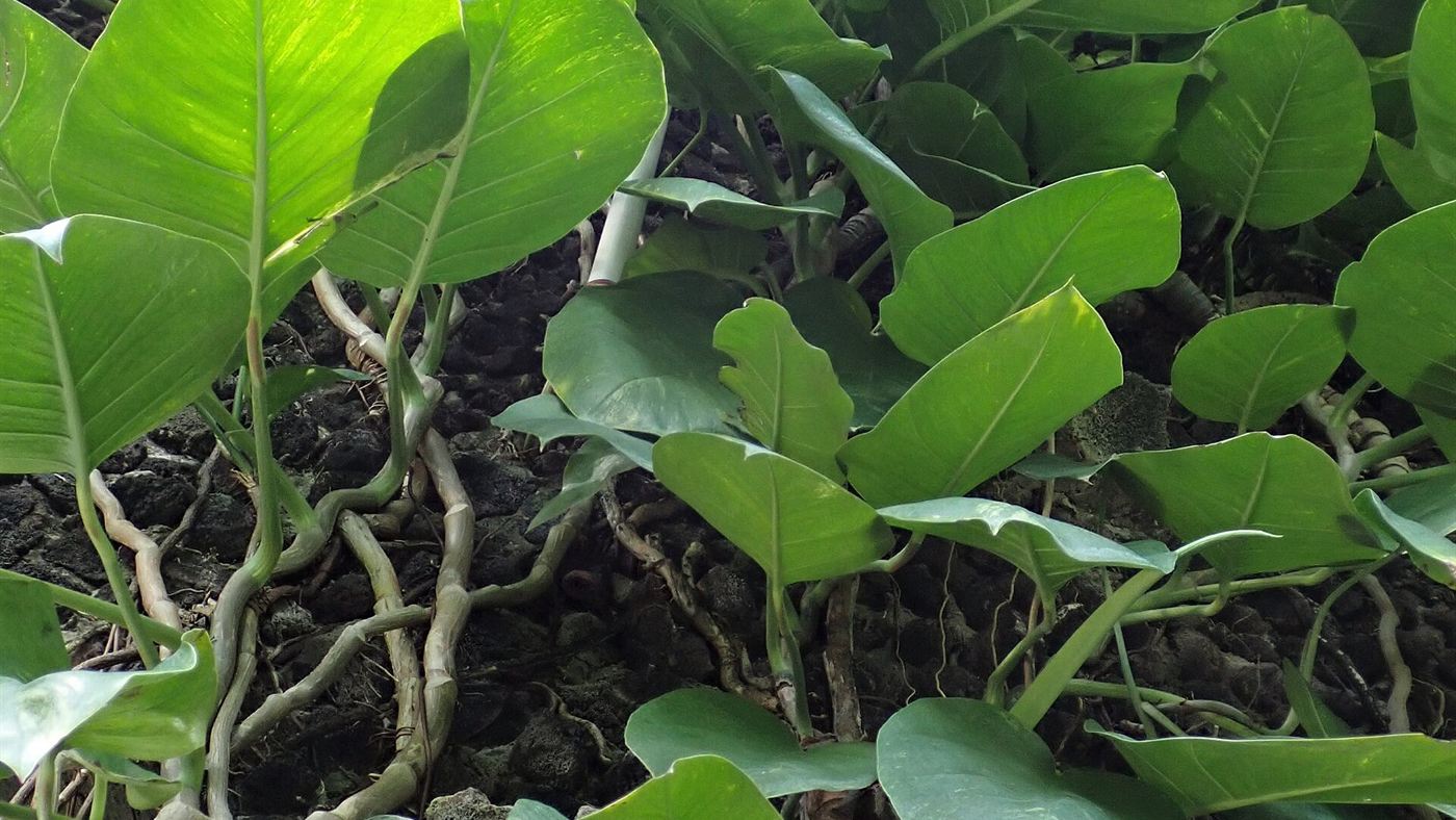 Trepadeira de jiboia (Epipremnum aureum) crescendo com folhas grandes, a planta associada a mordidas de pets