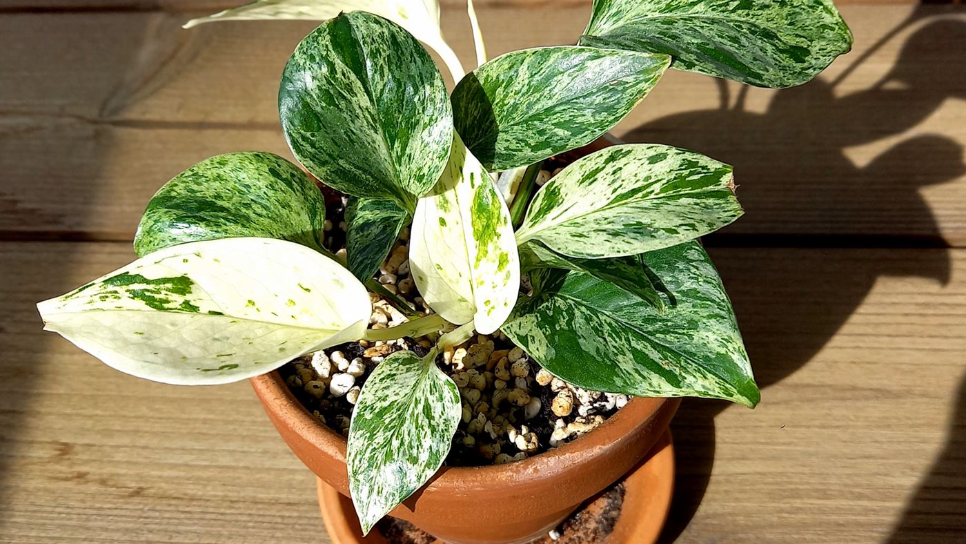 Vaso de jiboia (Epipremnum aureum) em ambiente doméstico, planta de fácil acesso para cães e gatos dentro de casa