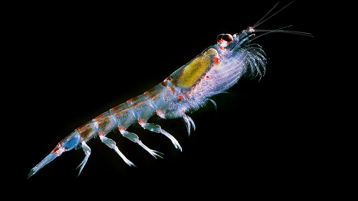 Krill-antártico visto de lado contra fundo preto, com o corpo transparente, olhos escuros e o estômago verde-amarelado