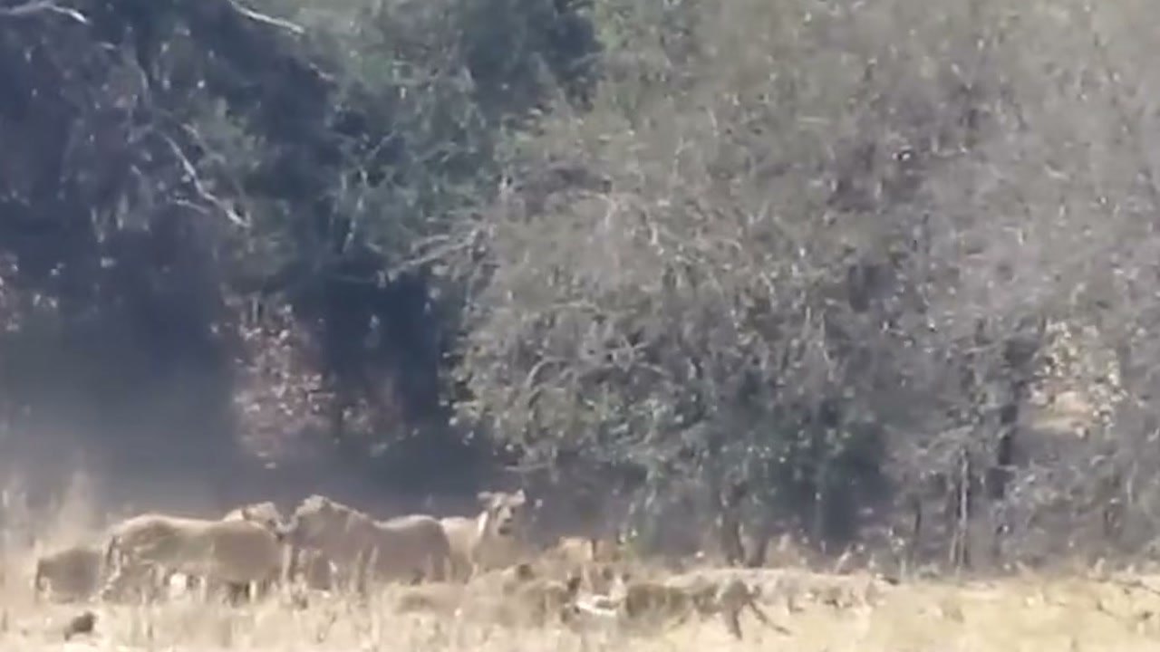 Imagem de divulgação: Zebra se aproxima da água, mas leão escondido na margem encurta distância antes da fuga na narrativa do Falcão Selvagem — Natureza Selvagem