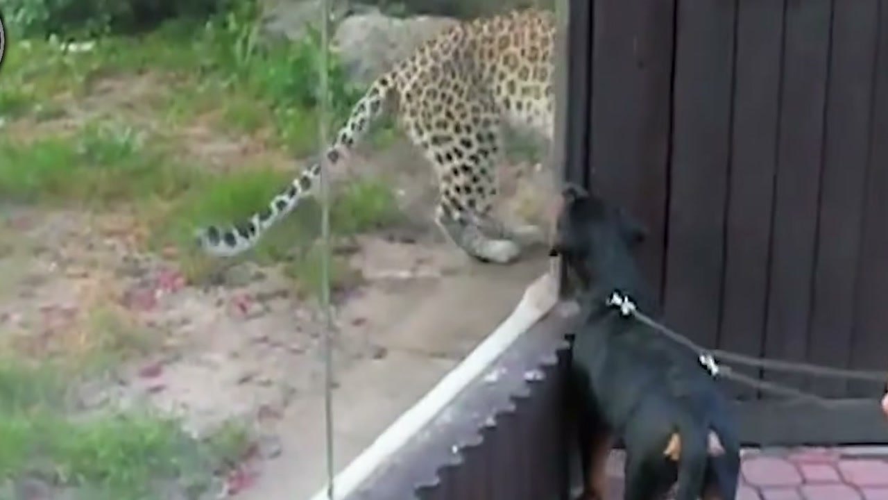 Imagem de divulgação: Leopardo ataca cão em varanda na narrativa do Ley de la Selva, mas animal que consegue escapar é apresentado como pastor alemão