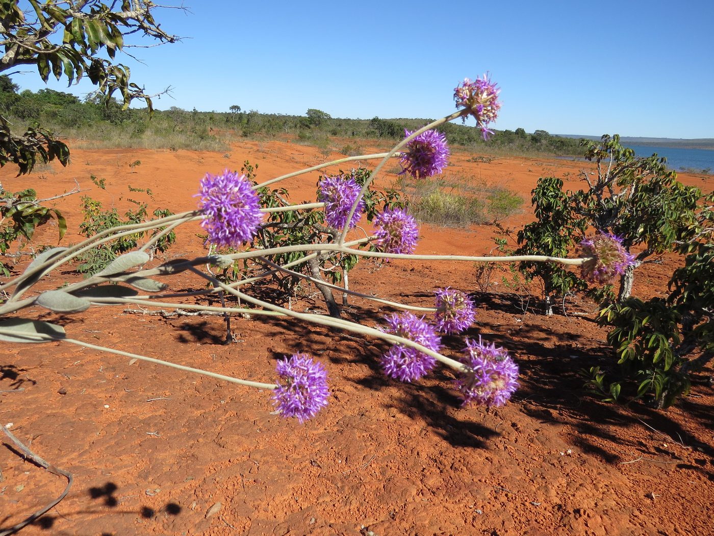 Solo vermelho, arbustos do Cerrado e flores roxas no Parque Nacional de Brasília, com a represa ao fundo