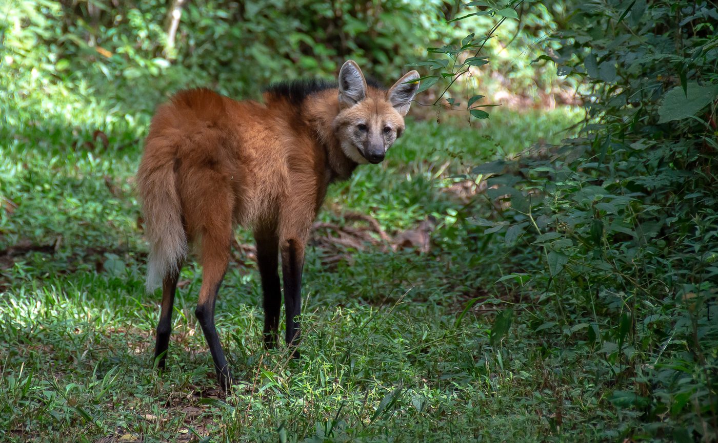 Lobo-guará de corpo inteiro olhando para trás, com pernas longas e escuras e crina preta no dorso