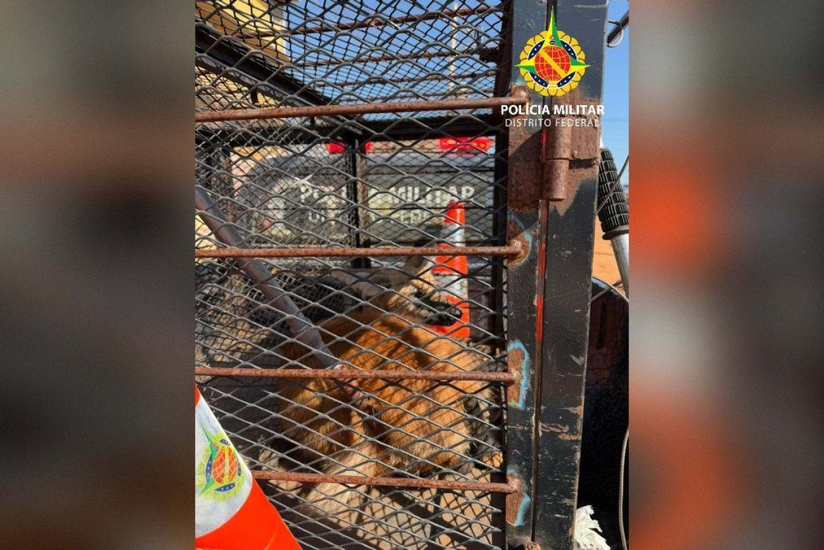 Lobo-guará recolhido na Estrutural dentro de uma gaiola de transporte da Polícia Militar do Distrito Federal