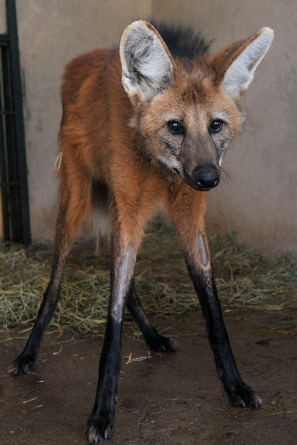 Lobo-guará de vida livre em recinto do Zoológico de Brasília durante tratamento, em 2016